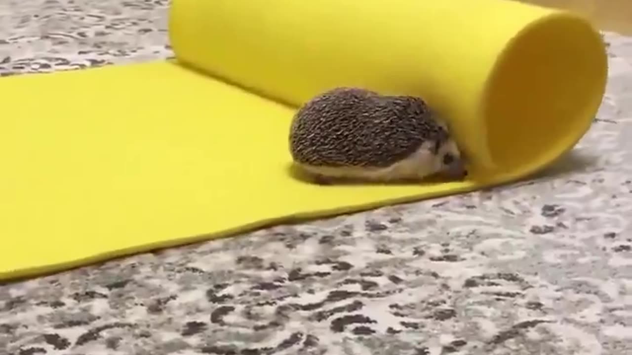 Hedgehog yoga 🤣