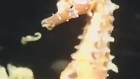 🐠🤯 Watch A Seahorse Perform The Ultimate Parenting Move! Babies Are Born Alive! | FeedMyCuriosity
