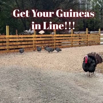 Get your guineas in line