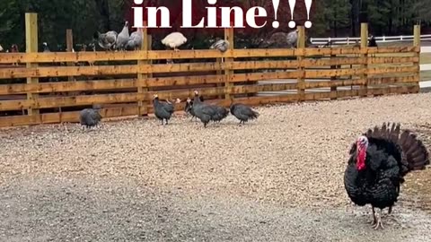 Get your guineas in line