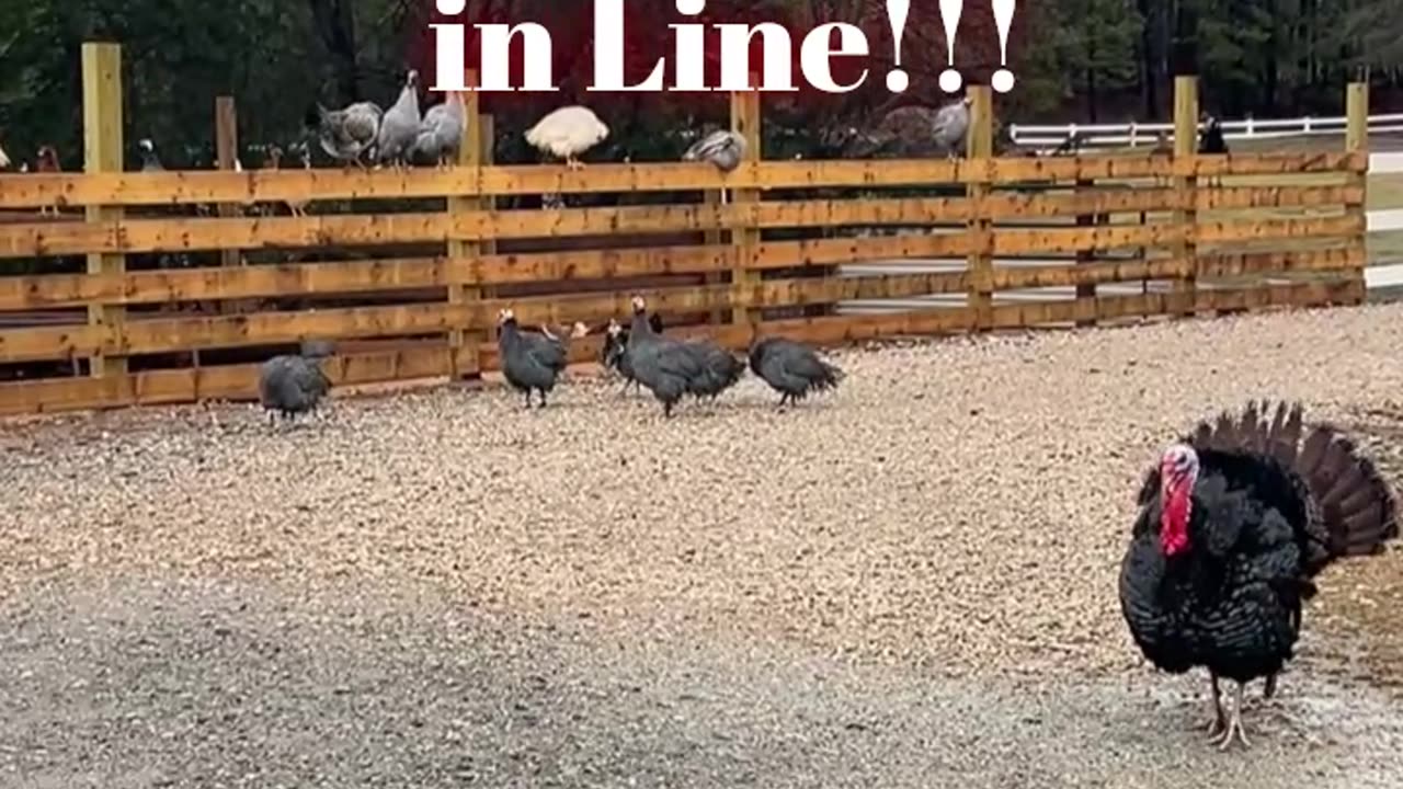 Get your guineas in line