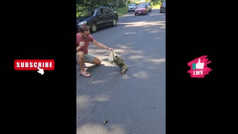 Man Rescues Stranded Sloth with Help from Another! #WildAnimals