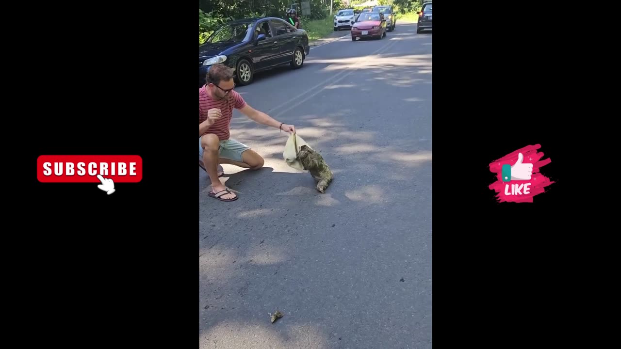 Man Rescues Stranded Sloth with Help from Another! #WildAnimals