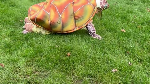 Young Turtle Enthusiast's Halloween Costume