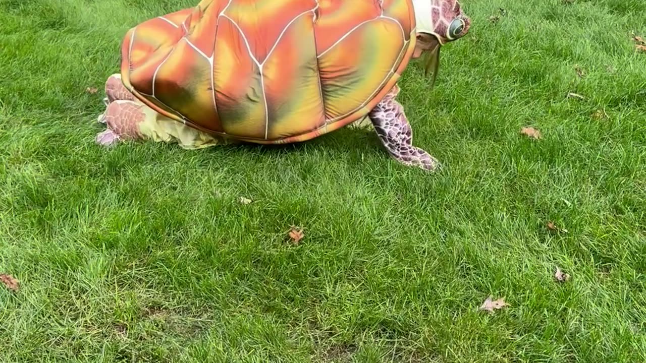 Young Turtle Enthusiast's Halloween Costume