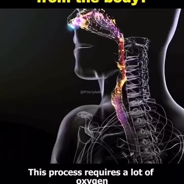 Eliminating belly fat