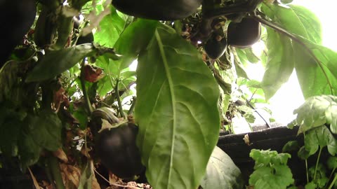 Come Explore With Me – Gen X Nature Stream | Live Pepper Jungle + Chill Vibes