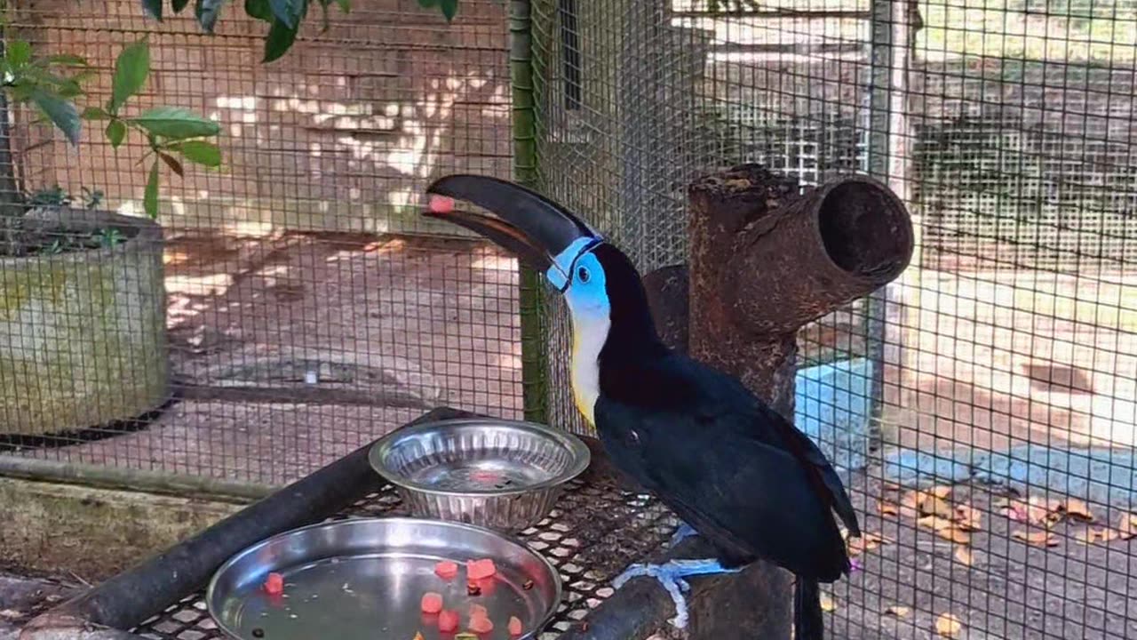 Channel-Billed Toucan