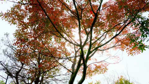 Focus Pulse – Steady Study Beats