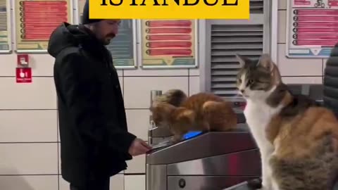 Cats of Istanbul