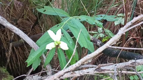 White Turtlehead