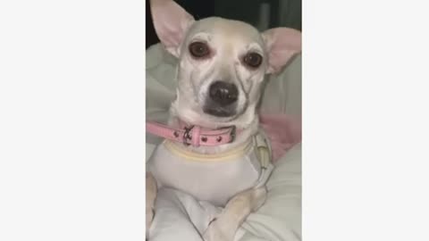 Funny & Cute Animals Compilation: Dogs, Cats, and Babies That Will Melt Your Heart!