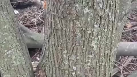 Ukraine war combat footage 2/24/25