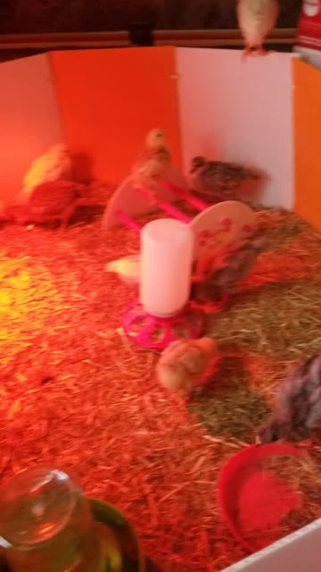 Goose cheeps and chicken cheeps in the morning, what's not to love? #SparklegleamFarm #Chicken