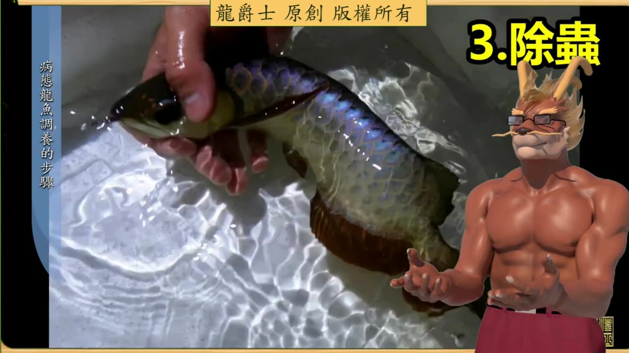 【龍爵士】龍魚百科 病態龍魚調養步驟