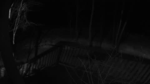 Come Explore With Me: Live Blizzard Feed | Raw IR & High-Fidelity Audio