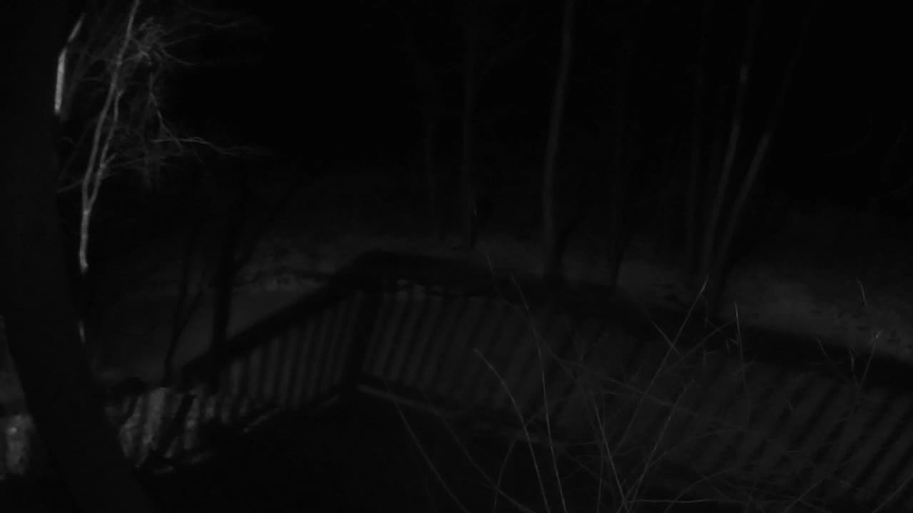 Come Explore With Me: Live Blizzard Feed | Raw IR & High-Fidelity Audio