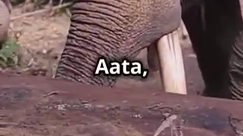 Hathi story