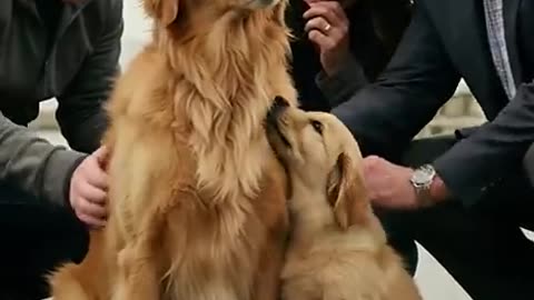 Golden Retriever Family Saves Bus Passengers — Then Jesus Saved the Mom