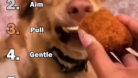 Ranking Best Dogs Small Bite Moments