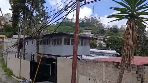 Sloth Rescue From Powerlines