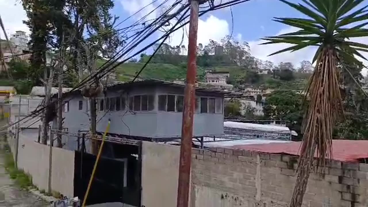 Sloth Rescue From Powerlines