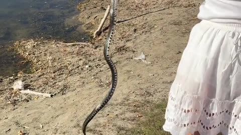 Frog Rescued From a Snake's Jaws