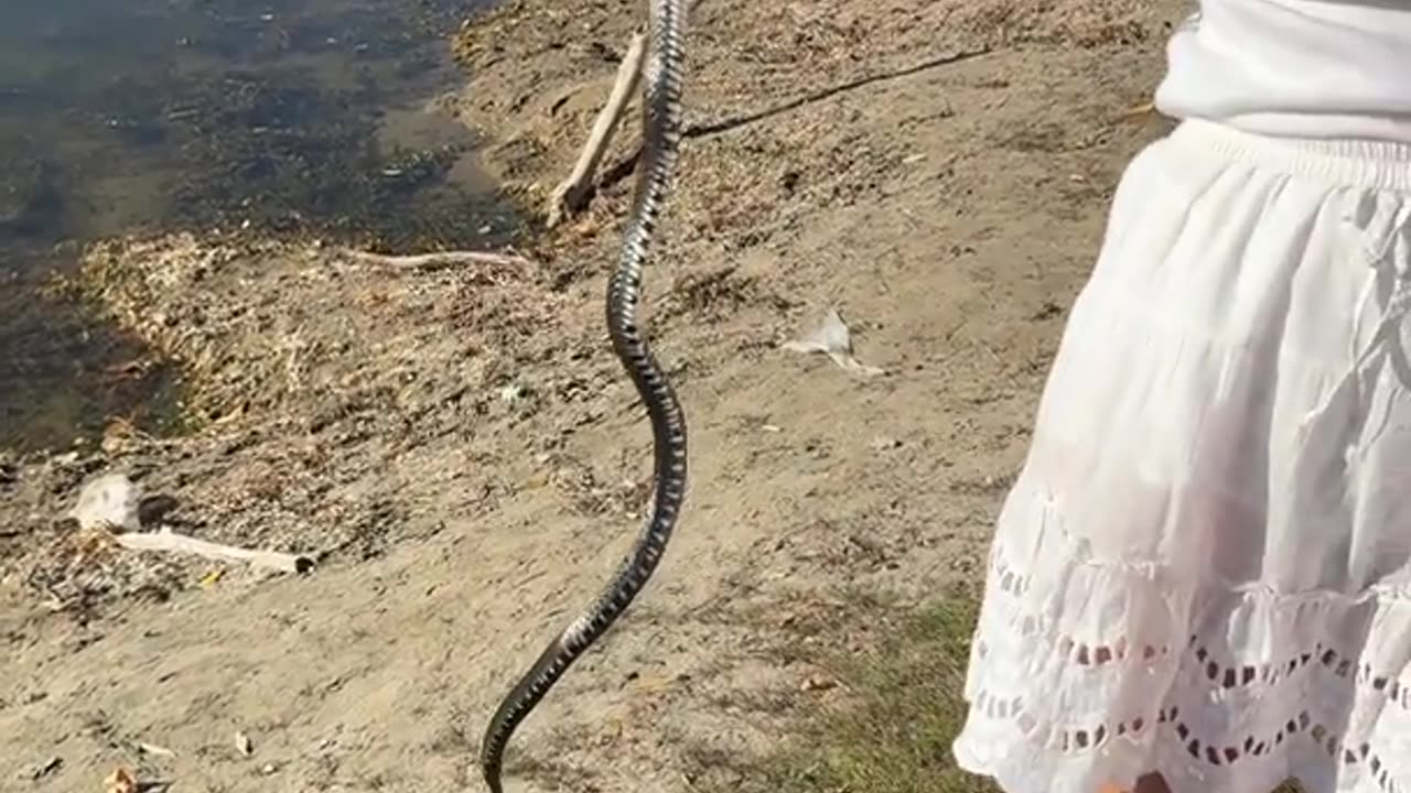 Frog Rescued From a Snake's Jaws