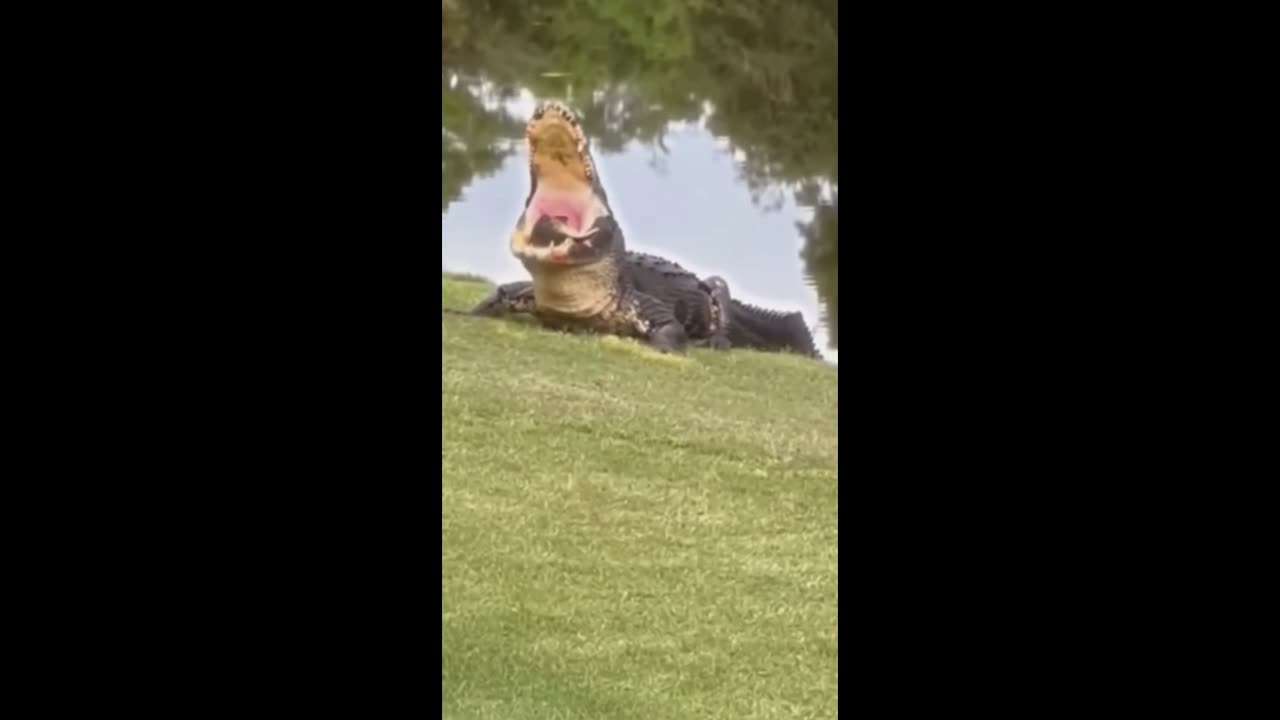 CROCODILE EATING TURTLE