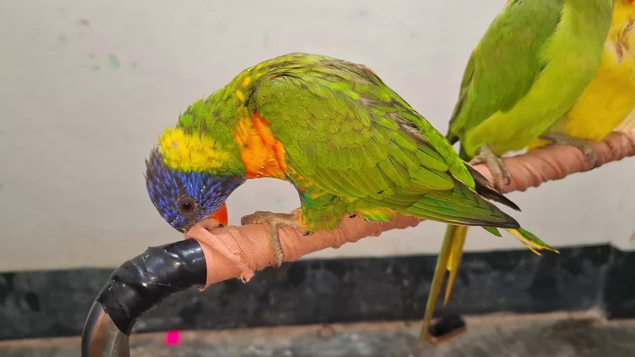 Fanny animal