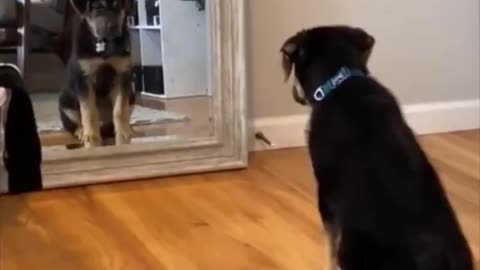 Puppy seeing himself in the mirror for the first time.. 😊