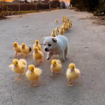 dog let the duck go