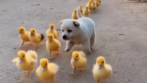 dog let the duck go