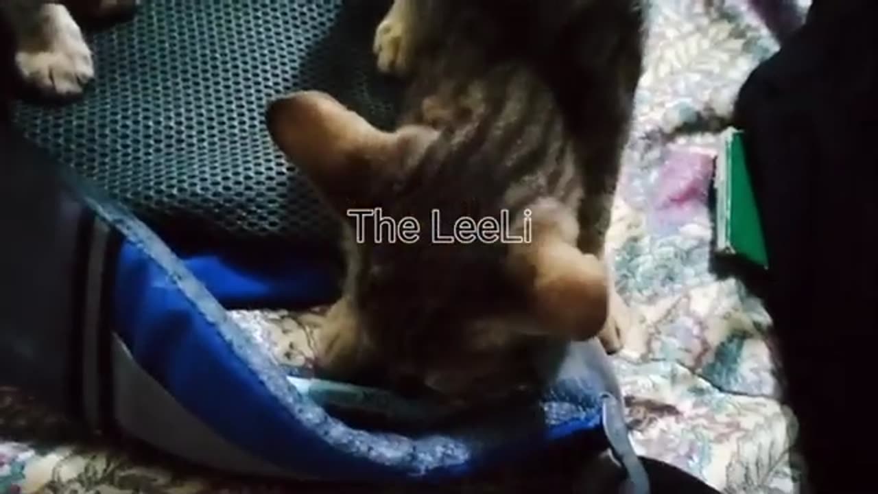 Playful Kittens & Hilarious Cats: The Ultimate Cuteness Overload!