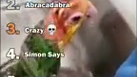 Funny animal video