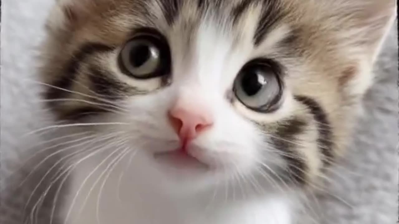 The Kitten Who Charms with His Voice"