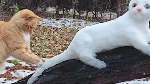 New cat on the block 🤣