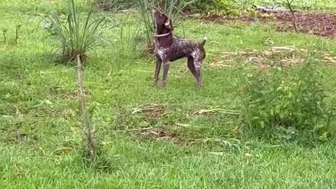 dogs squirrel hunting