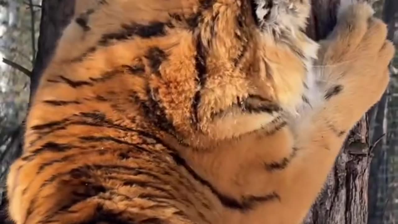 "Tiger Uses Tree as Scratch Pole"