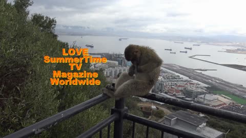 Gibraltar Rock. Barbary Macaque Monkies photo book 2. Available through Blurb and Amazon Worldwide