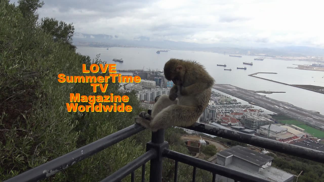 Gibraltar Rock. Barbary Macaque Monkies photo book 2. Available through Blurb and Amazon Worldwide