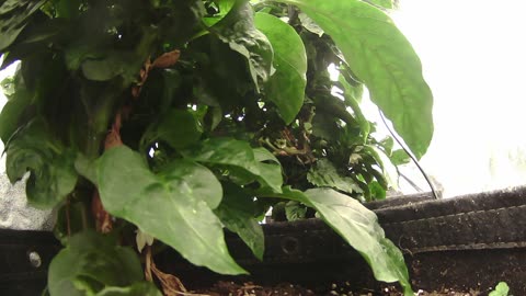 Come Explore With Me – Gen X Nature Stream | Live Pepper Jungle + Chill Vibes