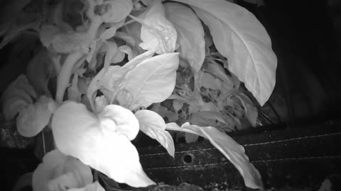 Come Explore With Me – Gen X Nature Stream | Live Pepper Jungle + Chill Vibes