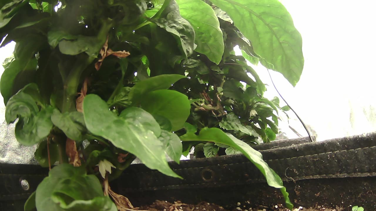 Come Explore With Me – Gen X Nature Stream | Live Pepper Jungle + Chill Vibes