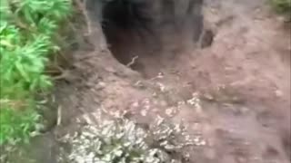 😂🚗 You Won't Believe What This Dog Did After Washing the Car! | FunFM