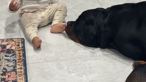 Daughter and Rottweiler Share an Adorable Bond