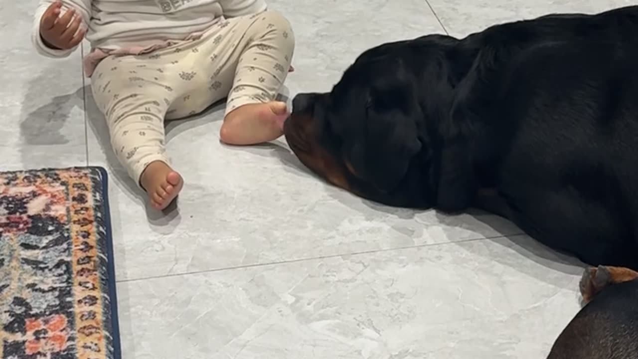 Daughter and Rottweiler Share an Adorable Bond