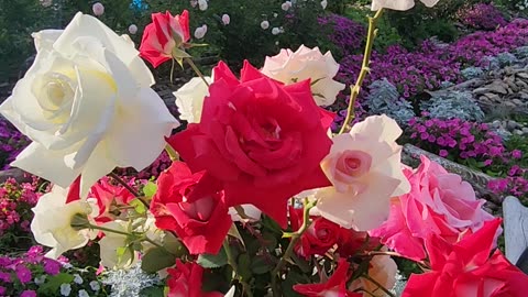 "Preparing a vase of Roses for an evening social Part 2 of 2." "Sun Sets on a Vase of Roses."