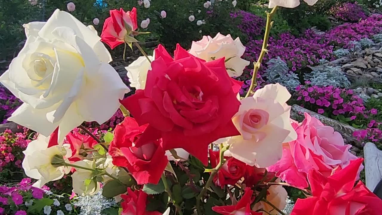 "Preparing a vase of Roses for an evening social Part 2 of 2." "Sun Sets on a Vase of Roses."