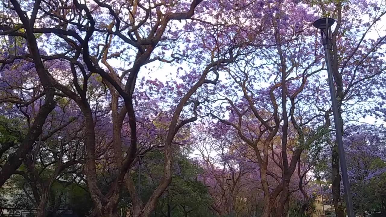 If you Like Purple - Check out these Jacaranda Flowers Raining Down
